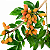 CATIGUÁ (Trichilia pallida) - Muda com até 70 cm - Imagem 1
