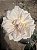 ROSA SEM ESPINHO - Pote 20 com até 80 cm - Imagem 6