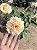 ROSA SEM ESPINHO - Pote 20 com até 80 cm - Imagem 1