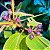 PIXIRICA ou MIRTILO AMAZÔNICO (Clidemia hirta) - Muda com até 40 cm - Imagem 5