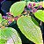 PIXIRICA ou MIRTILO AMAZÔNICO (Clidemia hirta) - Muda com até 40 cm - Imagem 4