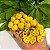 AGUAÍ (Chysophyllum gonocarpum) - Muda com até 80 cm - Imagem 2