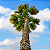 PALMEIRA WASHINGTONIA (Washingtonia Robusta) - Muda com até 80 cm - Imagem 4