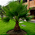 PALMEIRA WASHINGTONIA (Washingtonia Robusta) - Muda com até 80 cm - Imagem 1