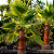 PALMEIRA WASHINGTONIA (Washingtonia Robusta) - Muda com até 80 cm - Imagem 2