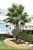 PALMEIRA WASHINGTONIA (Washingtonia Robusta) - Muda com até 80 cm - Imagem 5