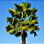 PALMEIRA WASHINGTONIA (Washingtonia Robusta) - Muda com até 80 cm - Imagem 3