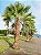PALMEIRA WASHINGTONIA (Washingtonia Robusta) - Muda com até 80 cm - Imagem 6