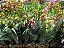 ORQUÍDEA Cymbidium - Pote 15 ou 17 - Imagem 5