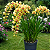 ORQUÍDEA Cymbidium - Pote 15 ou 17 - Imagem 2