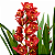 ORQUÍDEA Cymbidium - Pote 15 ou 17 - Imagem 1