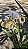 ORQUÍDEA SAPATINHO (Paphiopedilum insigne) - Pote 17 - Imagem 4