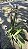 ORQUÍDEA SAPATINHO (Paphiopedilum insigne) - Pote 17 - Imagem 10