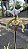 ORQUÍDEA SAPATINHO (Paphiopedilum insigne) - Pote 17 - Imagem 7