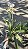 ORQUÍDEA SAPATINHO (Paphiopedilum insigne) - Pote 17 - Imagem 8