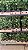 FLOR DE CERA DE GERALDTON ou Wax Flowers (Chamelaucium uncinatum) - Pote 15 - Imagem 9