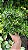 FLOR DE CERA DE GERALDTON ou Wax Flowers (Chamelaucium uncinatum) - Pote 15 - Imagem 11