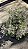 FLOR DE CERA DE GERALDTON ou Wax Flowers (Chamelaucium uncinatum) - Pote 15 - Imagem 8