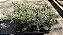 FLOR DE CERA DE GERALDTON ou Wax Flowers (Chamelaucium uncinatum) - Pote 15 - Imagem 7