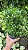 FLOR DE CERA DE GERALDTON ou Wax Flowers (Chamelaucium uncinatum) - Pote 15 - Imagem 13