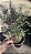 FLOR DE CERA DE GERALDTON ou Wax Flowers (Chamelaucium uncinatum) - Pote 15 - Imagem 5