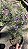 FLOR DE CERA DE GERALDTON ou Wax Flowers (Chamelaucium uncinatum) - Pote 15 - Imagem 3