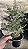 FLOR DE CERA DE GERALDTON ou Wax Flowers (Chamelaucium uncinatum) - Pote 15 - Imagem 2