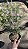 FLOR DE CERA DE GERALDTON ou Wax Flowers (Chamelaucium uncinatum) - Pote 15 - Imagem 4