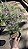FLOR DE CERA DE GERALDTON ou Wax Flowers (Chamelaucium uncinatum) - Pote 15 - Imagem 6