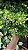 FLOR DE CERA DE GERALDTON ou Wax Flowers (Chamelaucium uncinatum) - Pote 15 - Imagem 12