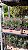 FLOR DE CERA DE GERALDTON ou Wax Flowers (Chamelaucium uncinatum) - Pote 15 - Imagem 10