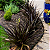 CRINO ANÃO ROXO (Crinum x Menehune) - Muda com até 30 cm - Imagem 5
