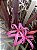 CRINO ANÃO ROXO (Crinum x Menehune) - Muda com até 30 cm - Imagem 2