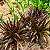 CRINO ANÃO ROXO (Crinum x Menehune) - Muda com até 30 cm - Imagem 7
