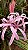 CRINO ANÃO ROXO (Crinum x Menehune) - Muda com até 30 cm - Imagem 1