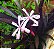 CRINO ANÃO ROXO (Crinum x Menehune) - Muda com até 30 cm - Imagem 3
