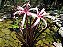 CRINO ANÃO ROXO (Crinum x Menehune) - Muda com até 30 cm - Imagem 6