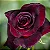 ROSA NEGRA (Rosa sp. 'Barkarole') - Muda Enxertada com até 70 cm - Imagem 3