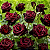 ROSA NEGRA (Rosa sp. 'Barkarole') - Muda Enxertada com até 70 cm - Imagem 1