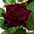 ROSA NEGRA (Rosa sp. 'Barkarole') - Muda Enxertada com até 70 cm - Imagem 2