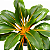 LUMINA (Chlorophytum orchidastrum) - Pote 17 - Imagem 1