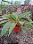 LUMINA (Chlorophytum orchidastrum) - Pote 17 - Imagem 3