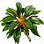 LUMINA (Chlorophytum orchidastrum) - Pote 17 - Imagem 2