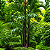 PALMEIRA LACA NEGRA (Hydriastele kasesa) - Muda com 1,30m a 1,50m - Imagem 1