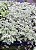 LOSNA (Artemisia absinthium) - Imagem 2