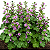 MALVA (Malva sylvestris) - Imagem 3