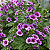 MALVA (Malva sylvestris) - Imagem 1