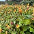 JAMBU (Acmella oleracea) - Imagem 2