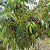 PEITO DE POMBO (Tapirira guianensis) - Muda com até 1 metro - Imagem 3
