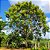 PEITO DE POMBO (Tapirira guianensis) - Muda com até 1 metro - Imagem 2